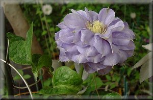 Clematis photograph