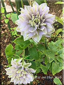 Clematis photograph