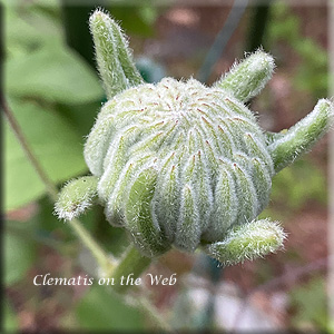 Clematis photograph