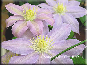 Clematis photograph