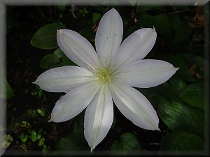 Clematis photograph