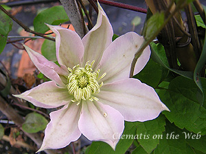 Clematis photograph