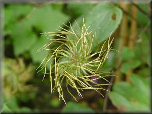 Clematis photograph