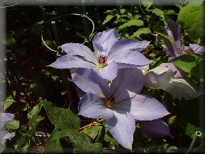 Clematis photograph