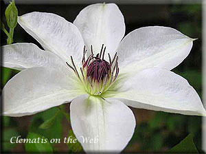 Clematis photograph