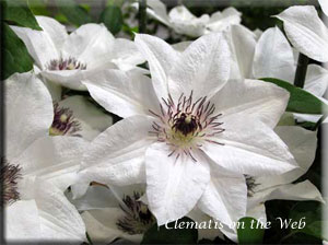 Clematis photograph