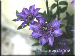 Clematis photograph