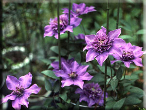 Clematis photograph