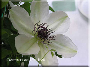 Clematis photograph