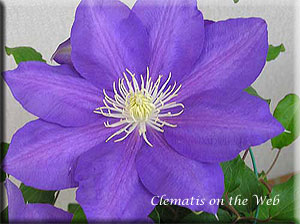 Clematis photograph