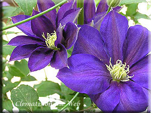 Clematis photograph