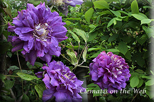 Clematis photograph