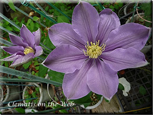 Clematis photograph