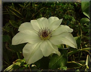 Clematis photograph