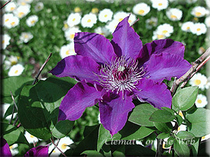 Clematis photograph