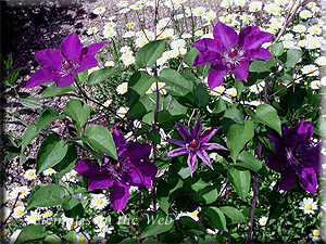 Clematis photograph