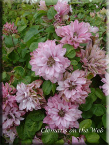 Clematis photograph