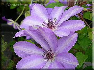 Clematis photograph