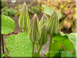 Clematis photograph