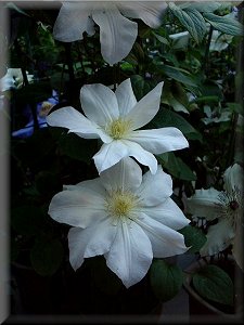 Clematis photograph