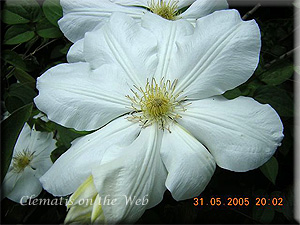 Clematis photograph