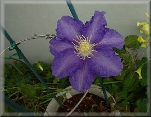 Clematis photograph