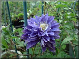 Clematis photograph