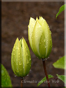 Clematis photograph