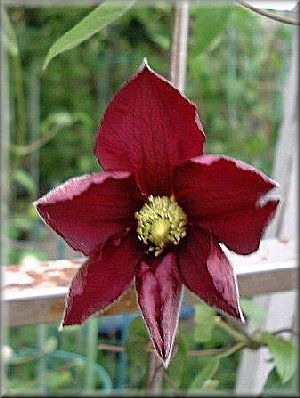 Clematis photograph