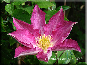 Clematis photograph