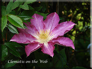 Clematis photograph