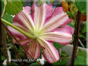 Clematis photograph