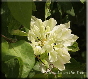 Clematis photograph