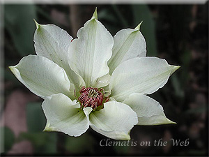 Clematis photograph