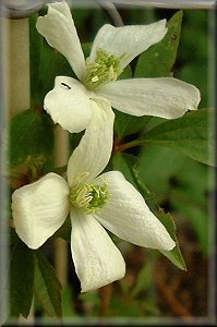 Clematis photograph