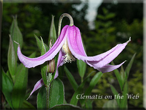 Clematis photograph