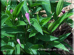 Clematis photograph