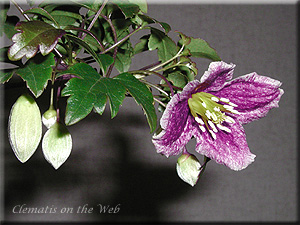 Clematis photograph