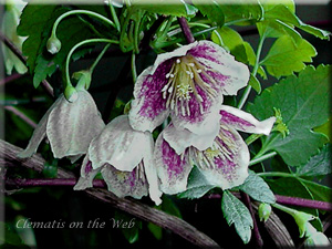 Clematis photograph