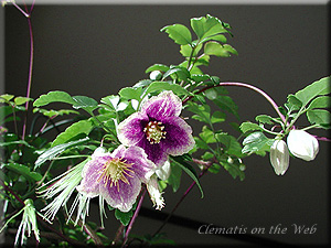 Clematis photograph