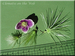 Clematis photograph