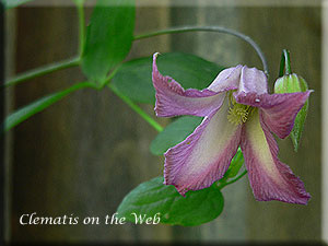 Clematis photograph