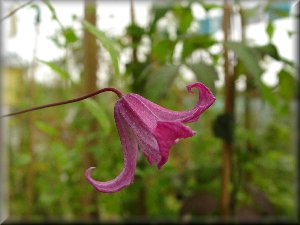 Clematis photograph