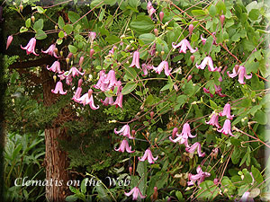 Clematis photograph