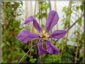 Clematis photograph