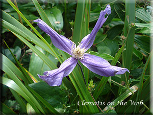 Clematis photograph