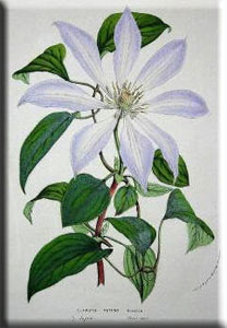 Clematis photograph