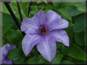 Clematis photograph