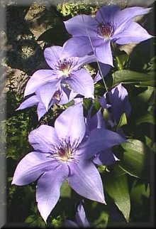 Clematis photograph