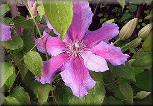 Clematis photograph